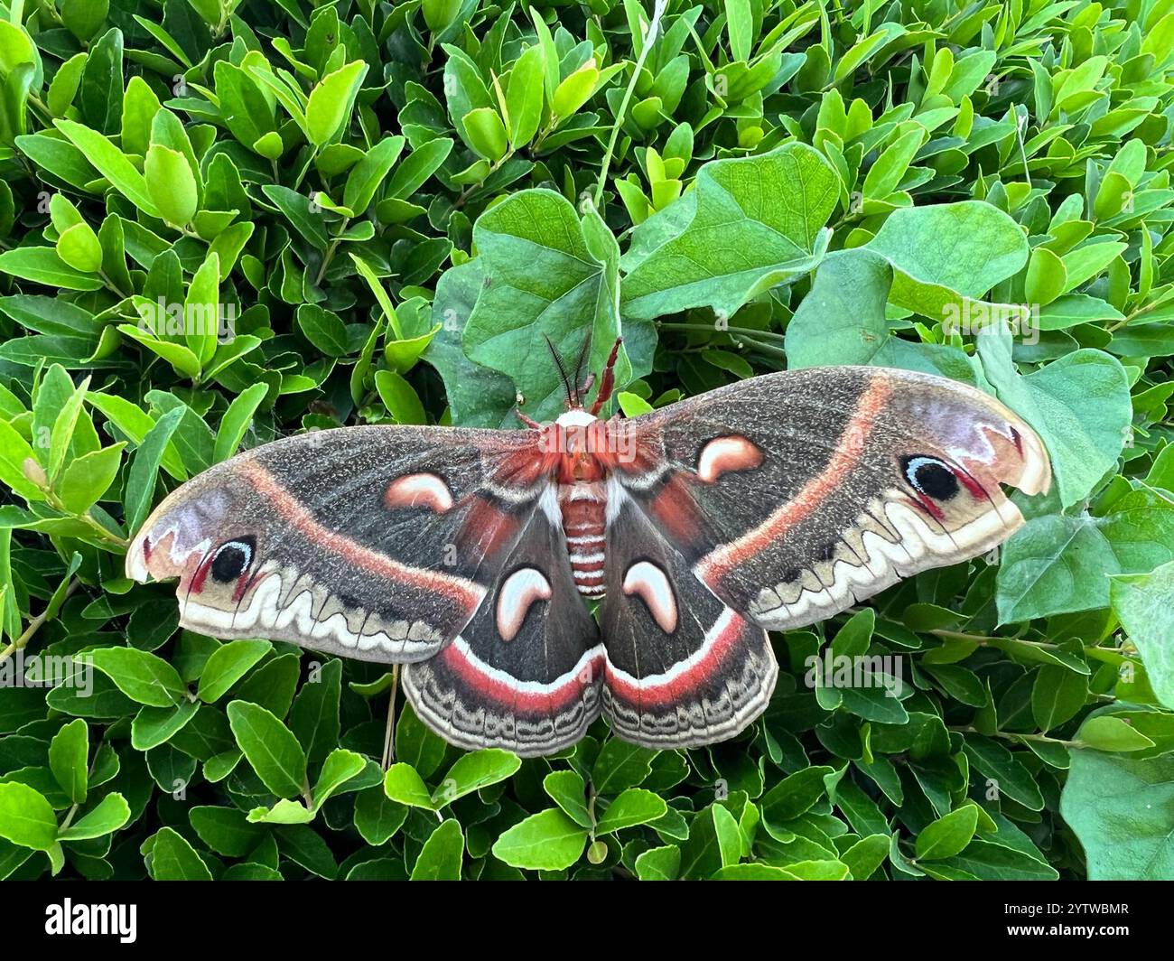 Cecropia Moth (Hyalophora cecropia Stock Photo - Alamy