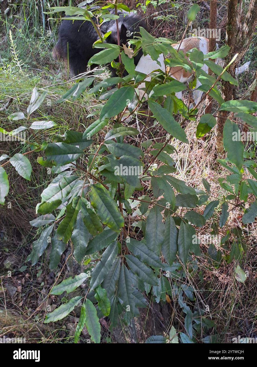Cunonia capensis hi-res stock photography and images - Alamy
