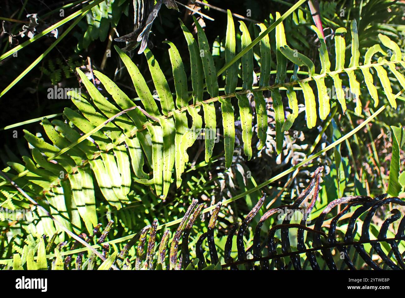 Cape Hard Fern (Blechnum capense Stock Photo - Alamy