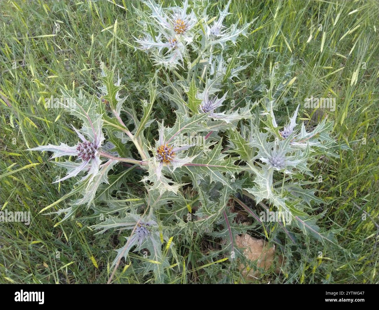 outdoor rose plants Rose, Fly So High – Chalet