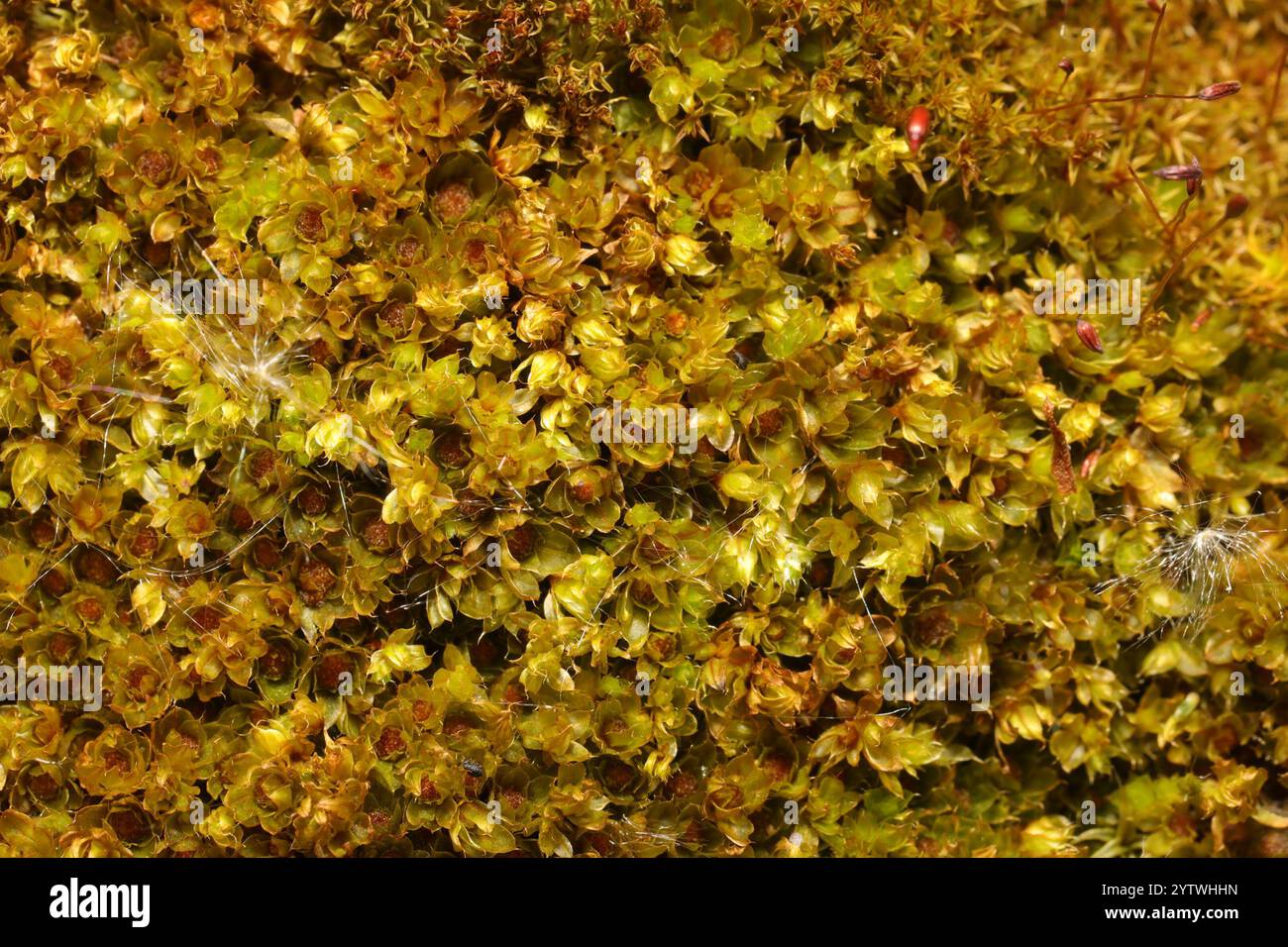 Ptychostomum moss hi-res stock photography and images - Alamy