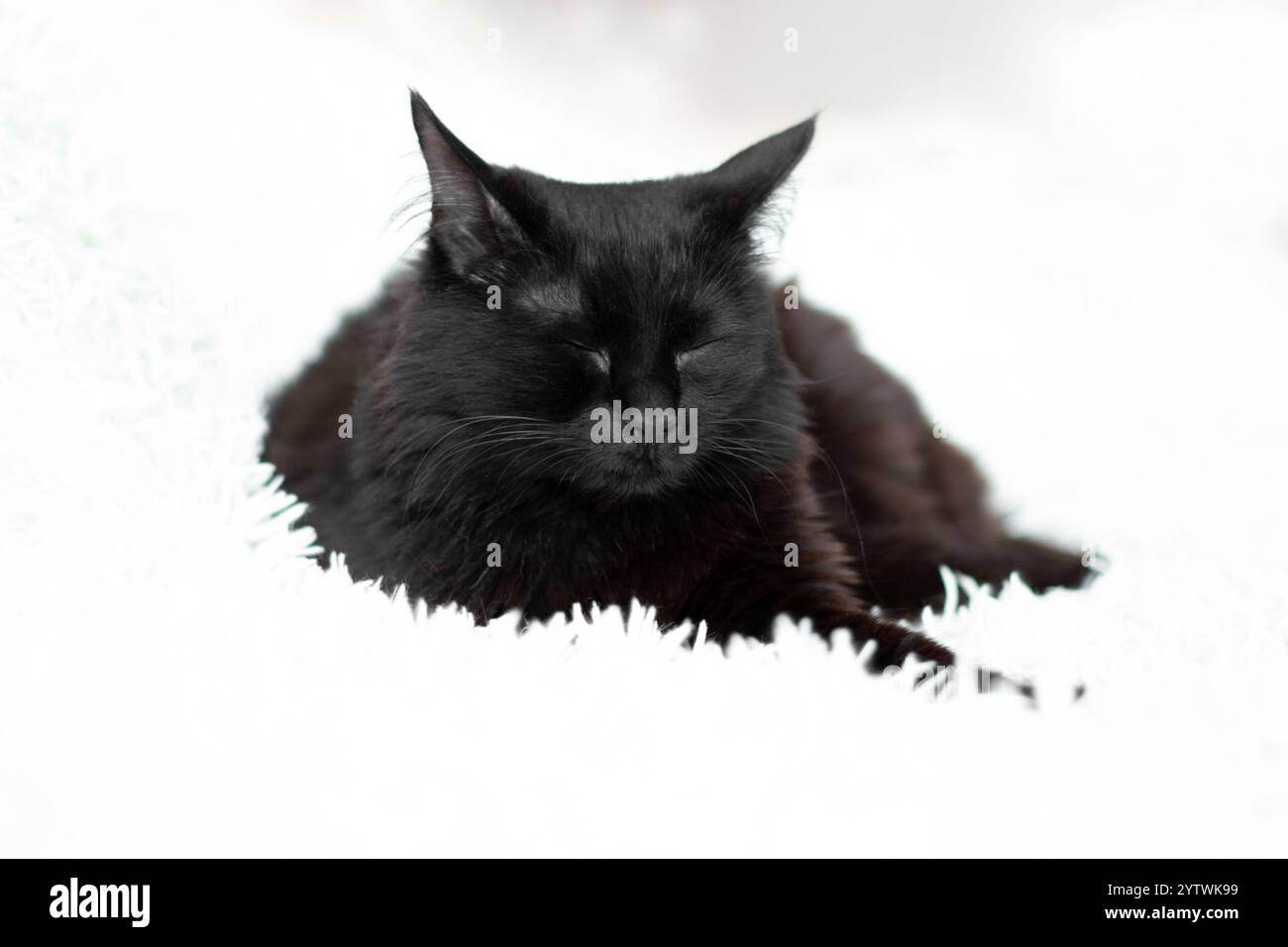 Black sleeping cat on a white fluffy blanket at home Stock Photo