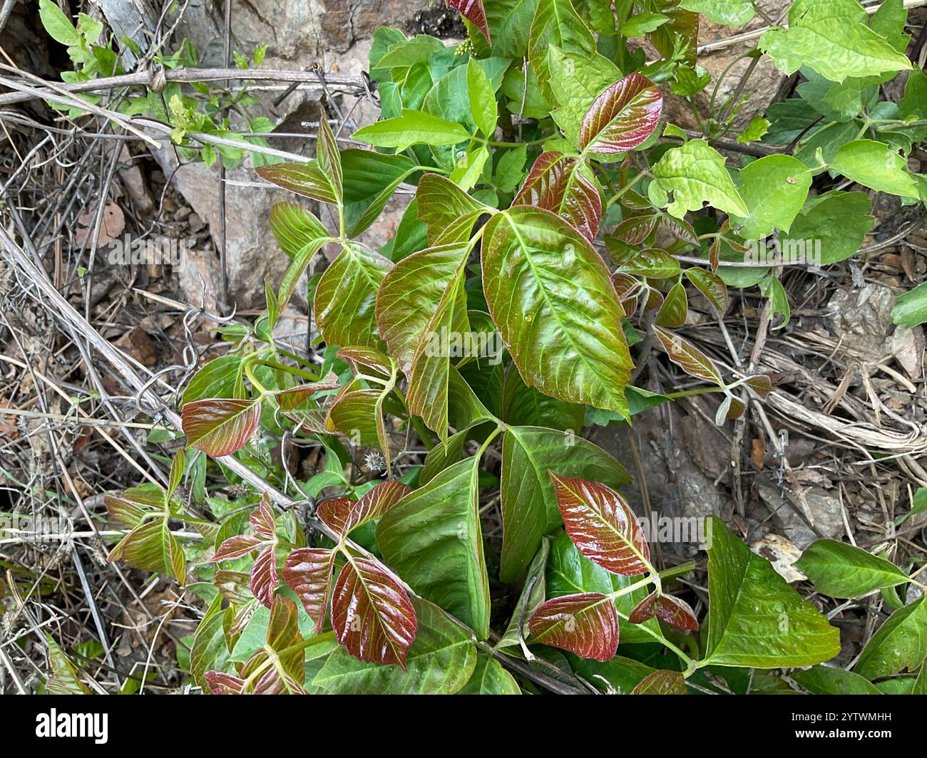 western poison ivy (Toxicodendron rydbergii Stock Photo - Alamy