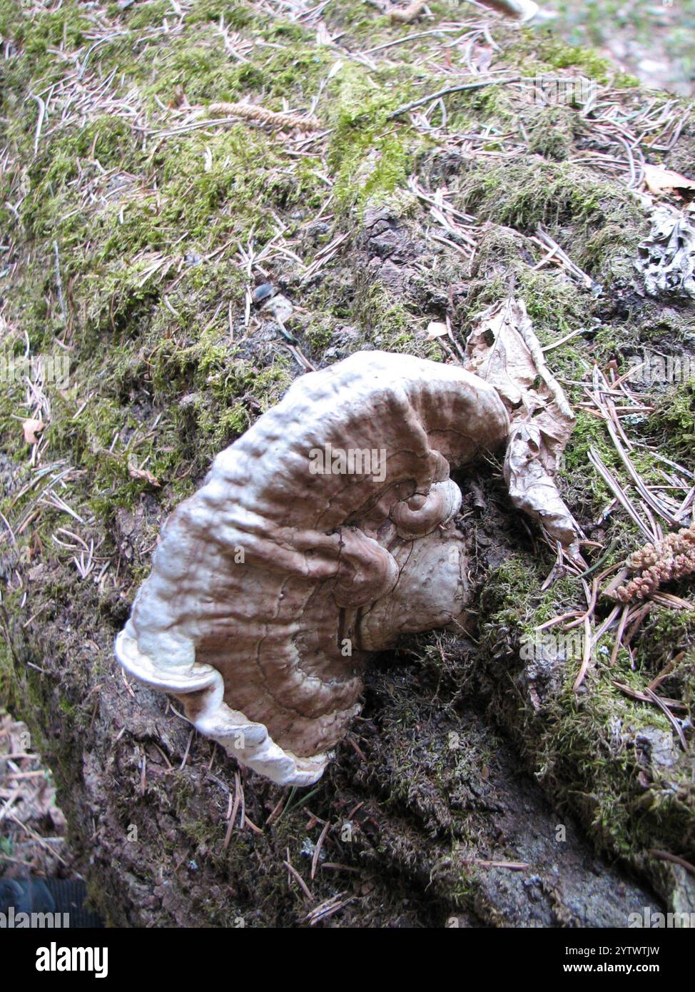 artist's bracket (Ganoderma applanatum Stock Photo - Alamy