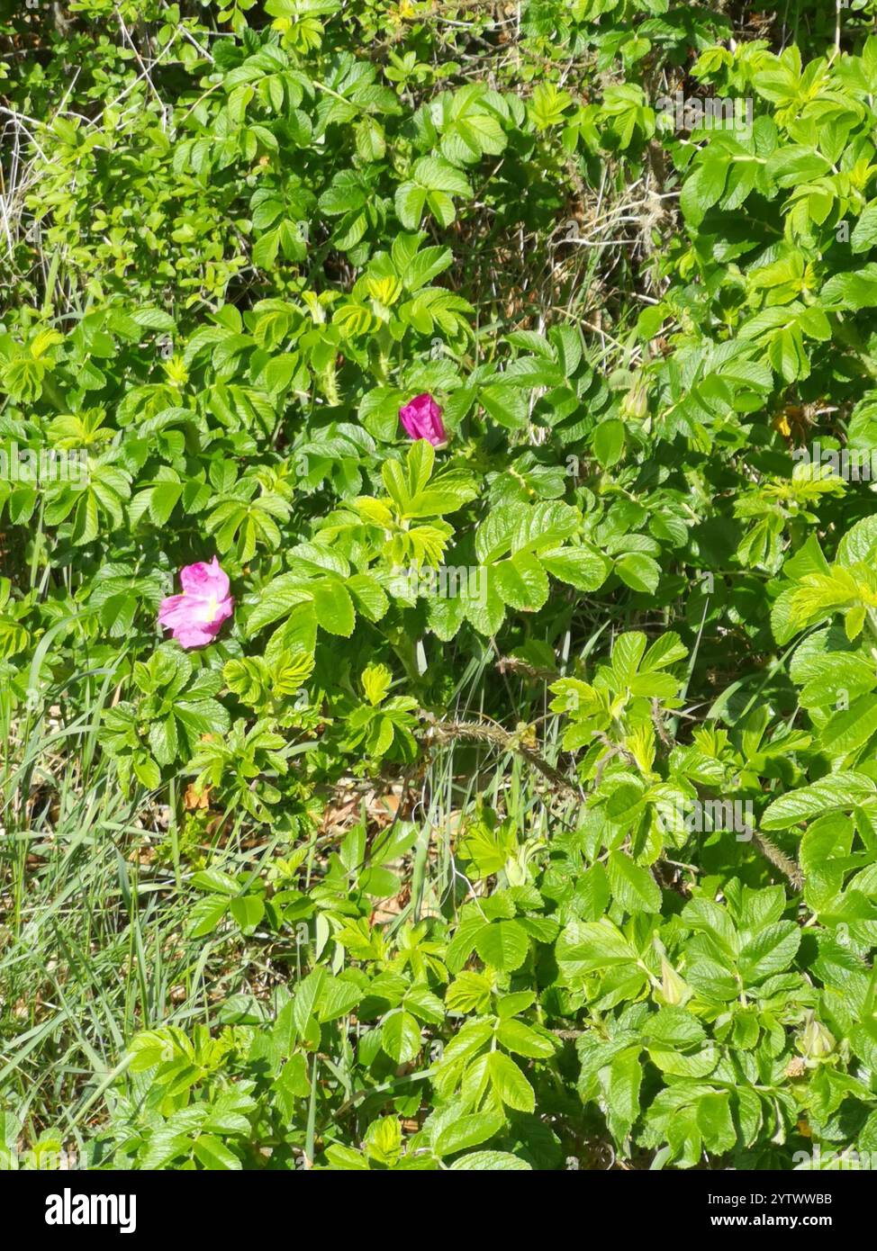 rugosa rose (Rosa rugosa Stock Photo - Alamy