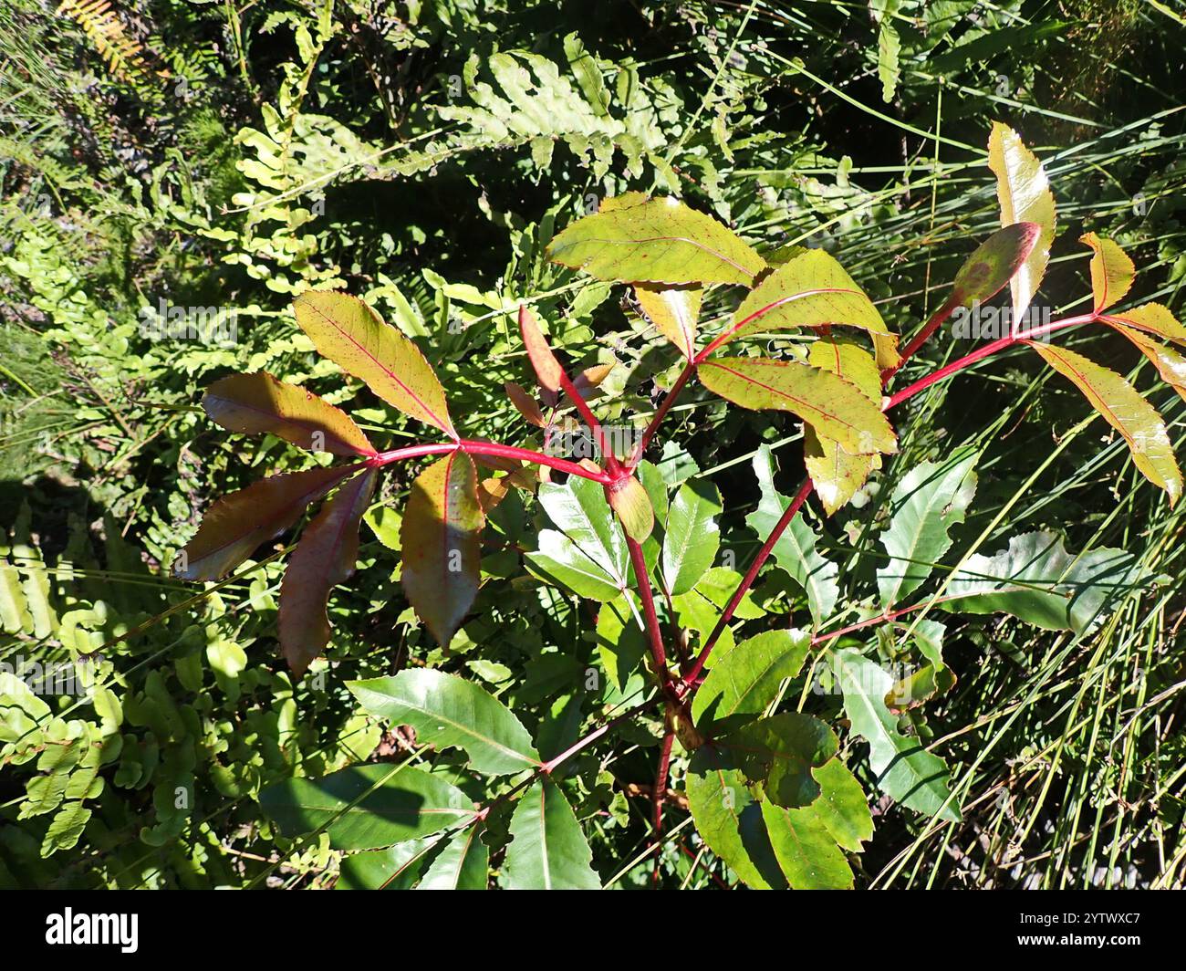 Butterspoon tree cunonia capensis hi-res stock photography and images ...
