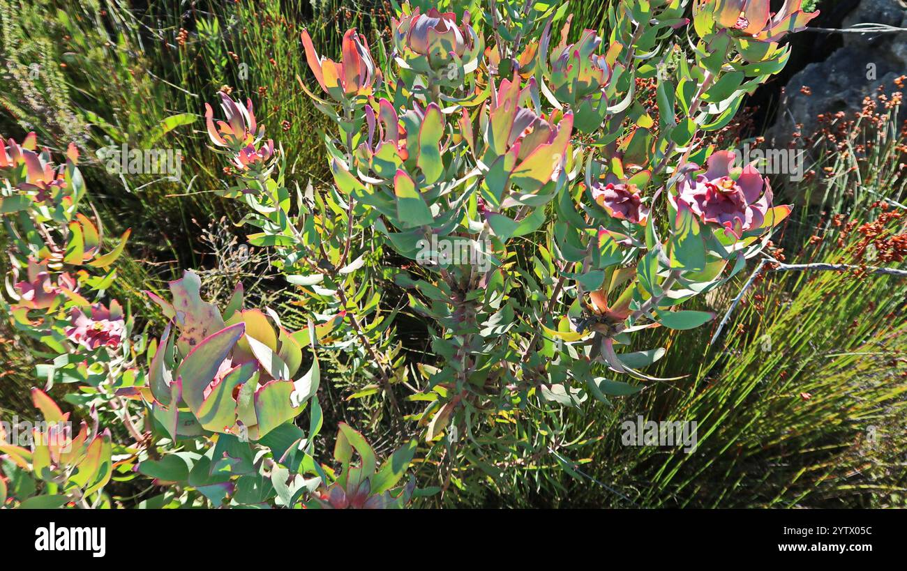 Spicy Conebush (Leucadendron tinctum) Stock Photo
