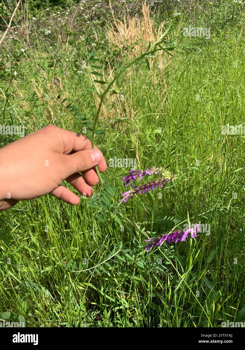 Hairy Vetch Vicia Villosa Stock Photo Alamy hairy-vetch-vicia-villosa-stock-photo-alamy
