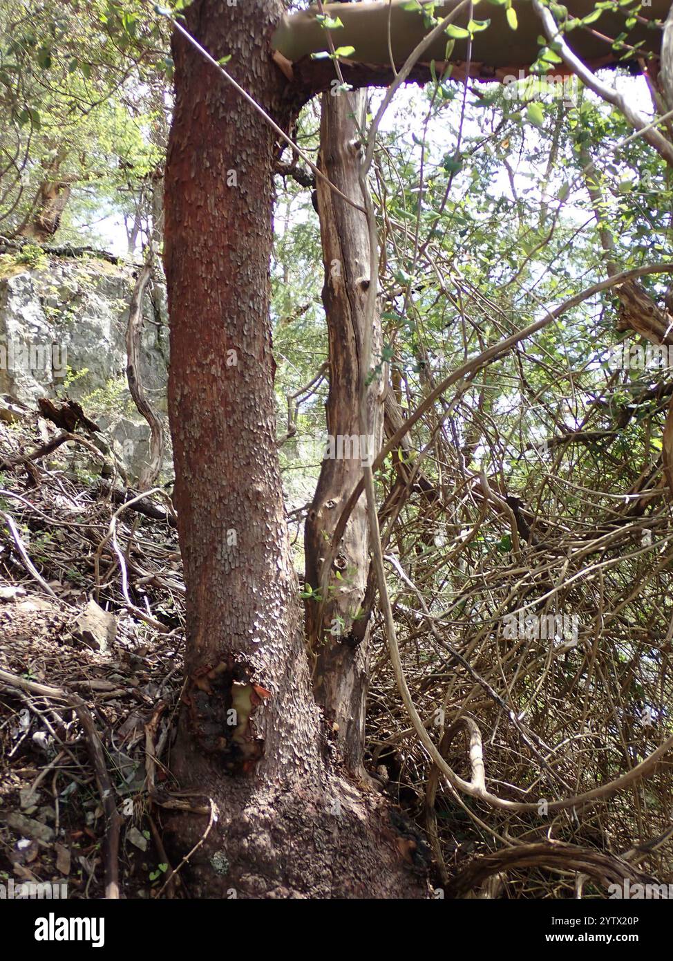Pacific madrone (Arbutus menziesii Stock Photo Alamy