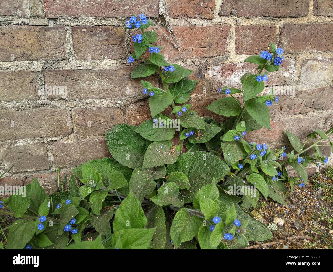 Green Alkanet (Pentaglottis sempervirens Stock Photo - Alamy