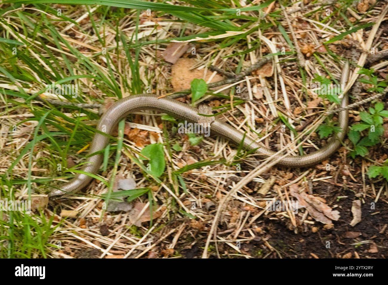 Common Slowworm (Anguis fragilis Stock Photo - Alamy