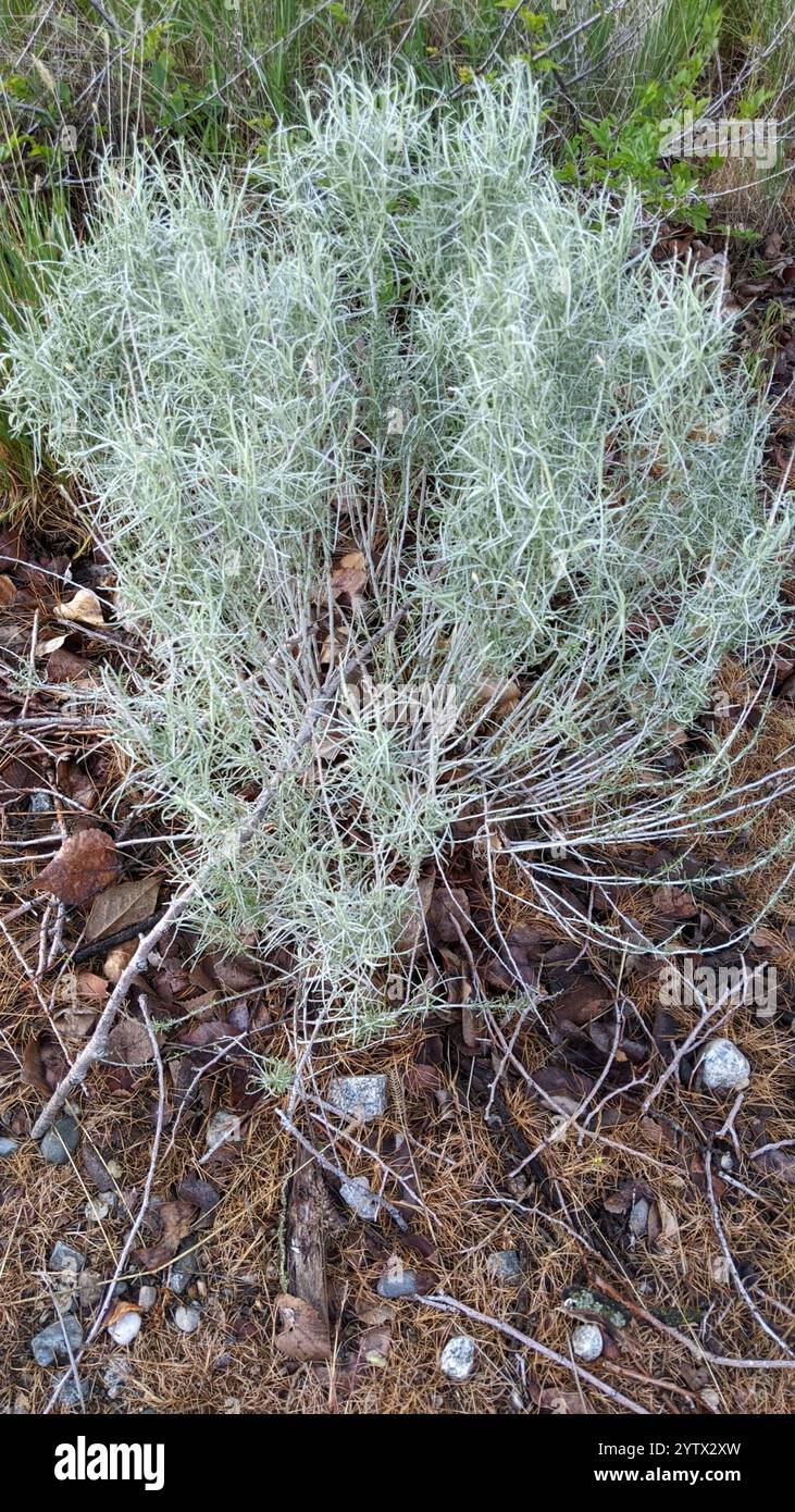 Rubber Rabbitbrush (Ericameria nauseosa Stock Photo - Alamy