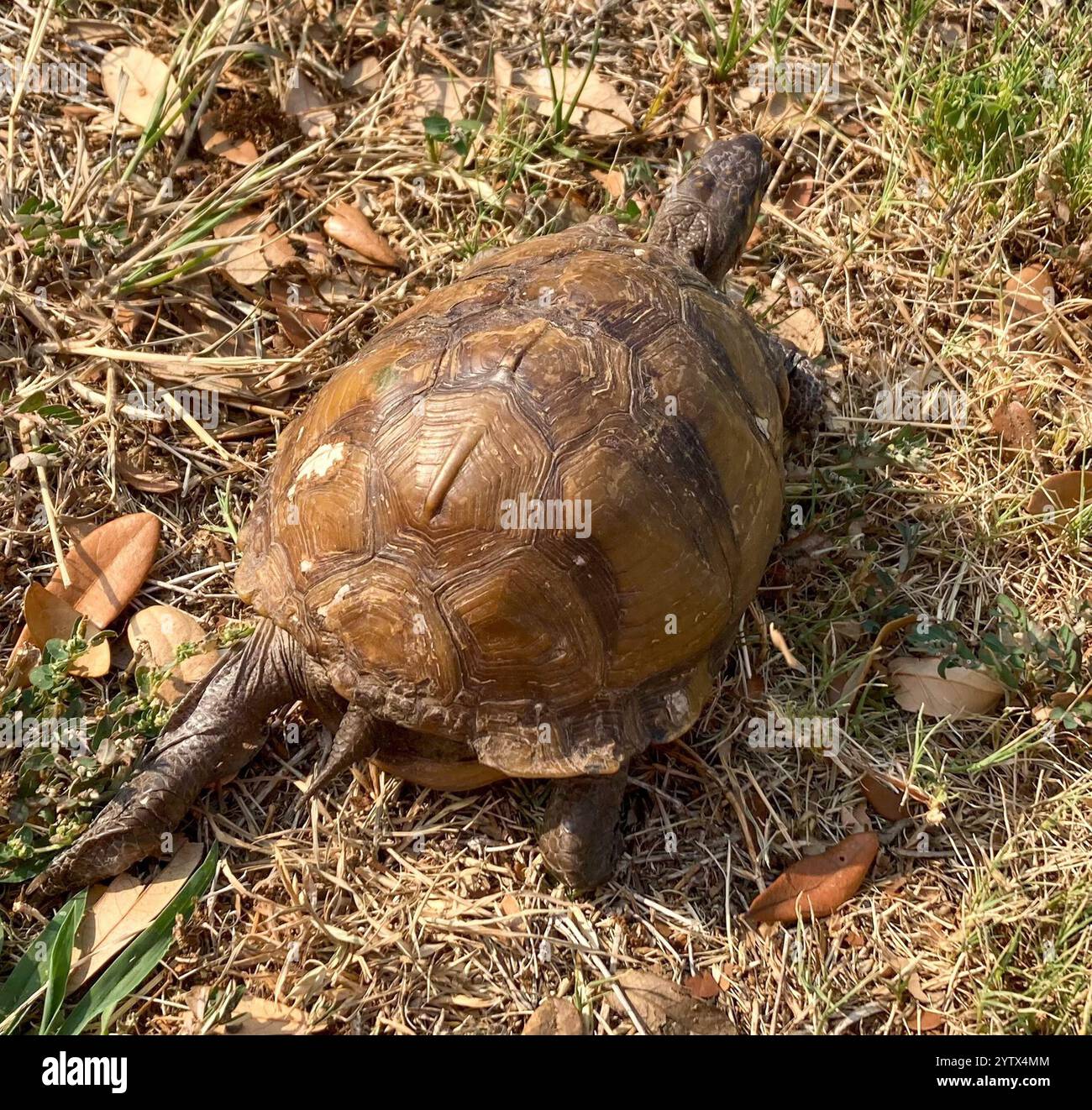 Three-toed Box Turtle (Terrapene triunguis Stock Photo - Alamy