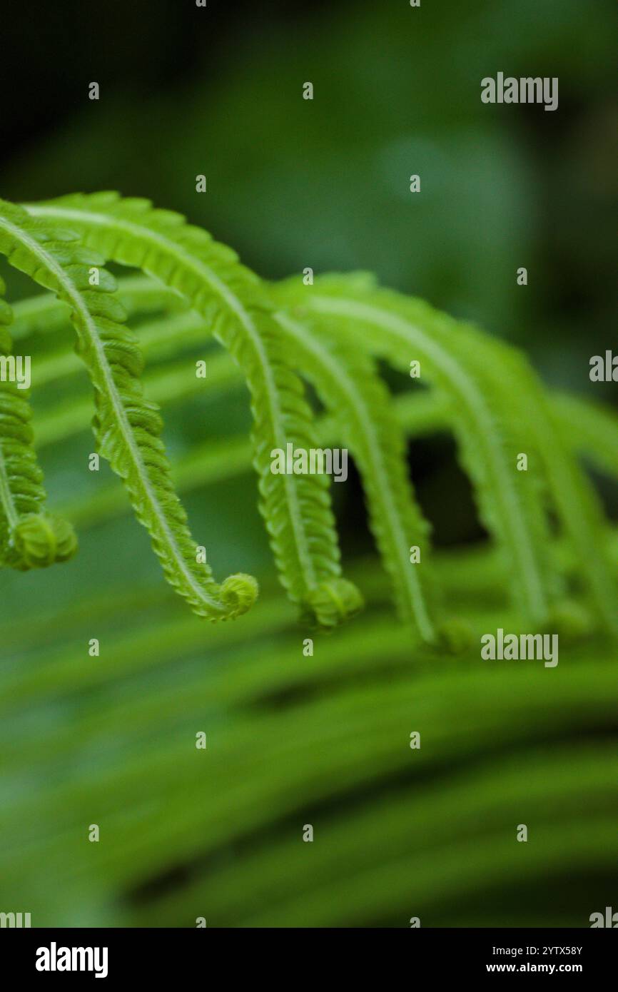 Fern leaf texture hi-res stock photography and images - Alamy