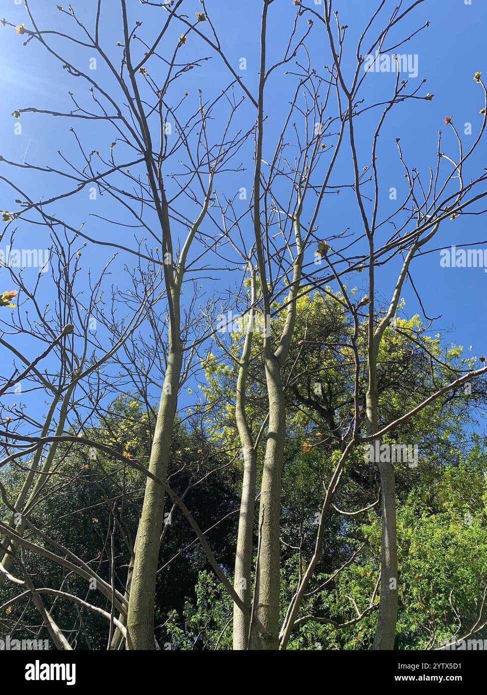 tree-of-heaven (Ailanthus altissima Stock Photo - Alamy