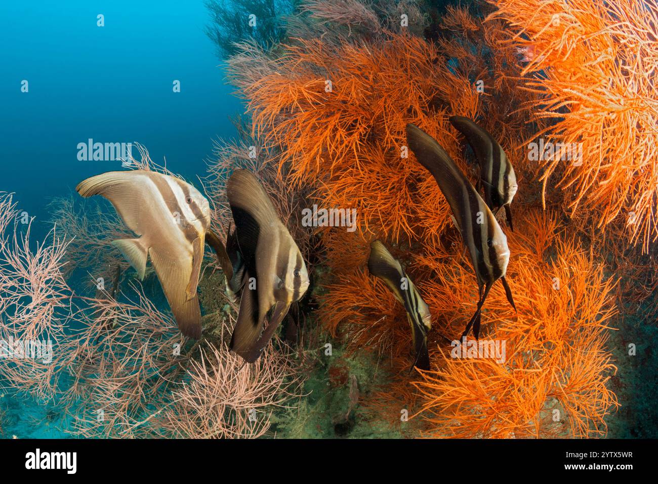 Shoal of Longfin Batfish, Platax teira, Ari Atoll, Indian Ocean, Maldives Stock Photo