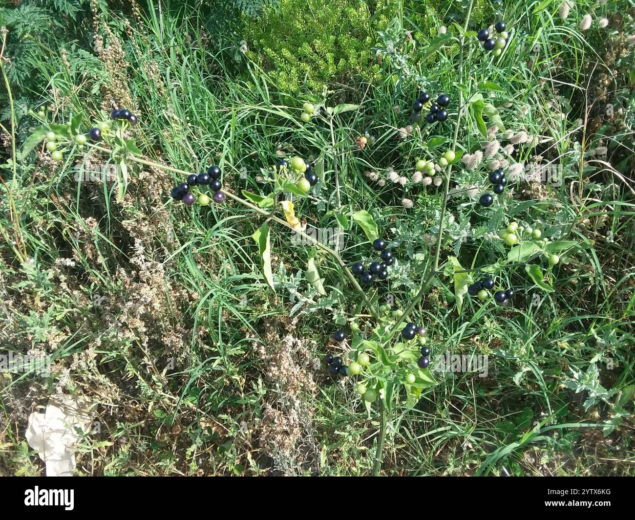 Black Nightshade Complex (Solanum nigrum Stock Photo - Alamy