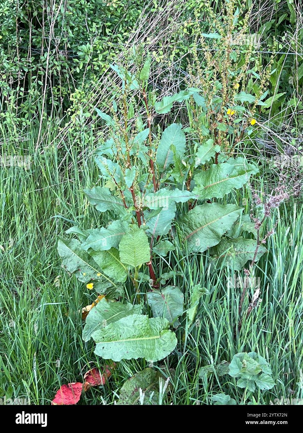 docks and sorrels (Rumex Stock Photo - Alamy