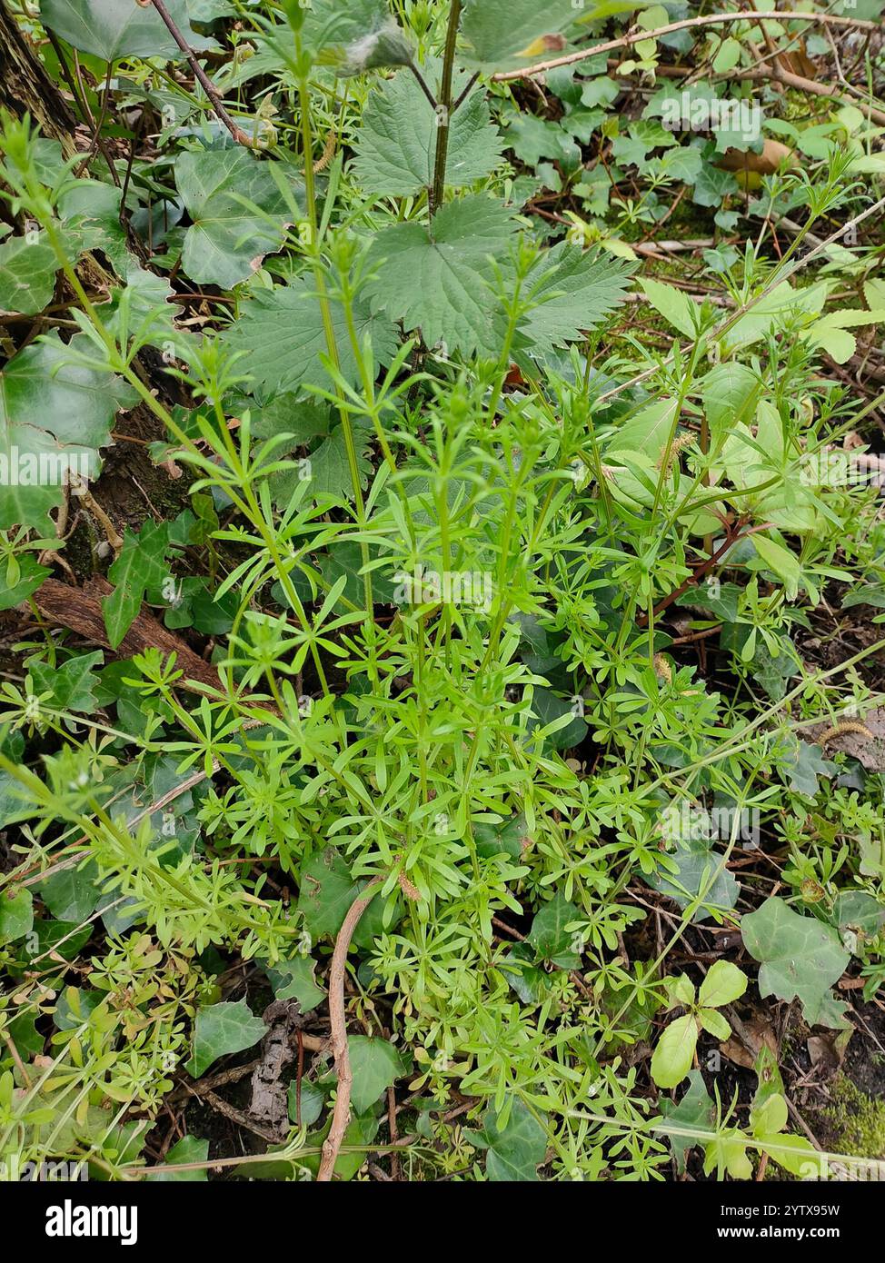 catchweed bedstraw (Galium aparine Stock Photo - Alamy