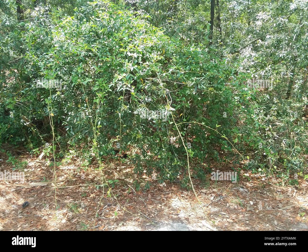 Cherokee rose (Rosa laevigata Stock Photo - Alamy