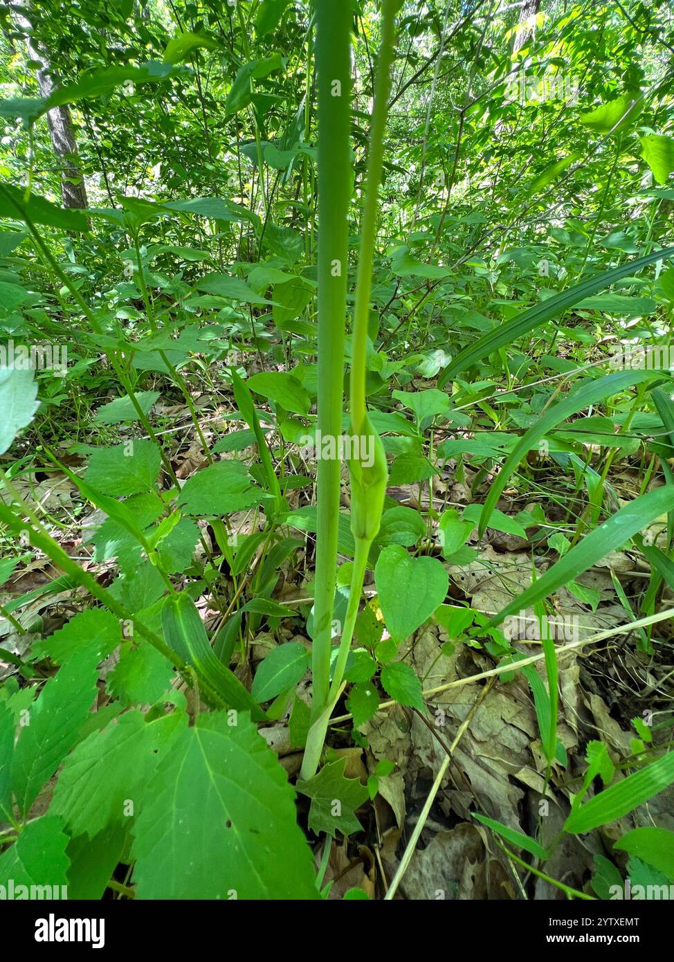 green dragon (Arisaema dracontium Stock Photo - Alamy