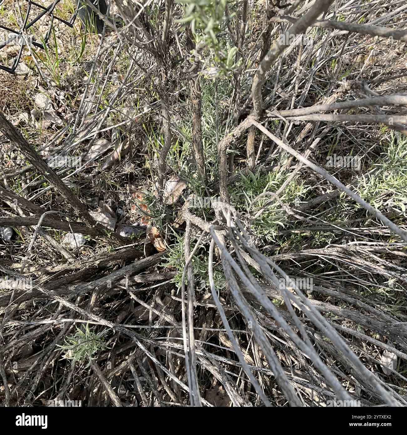 Rubber Rabbitbrush (Ericameria nauseosa Stock Photo - Alamy