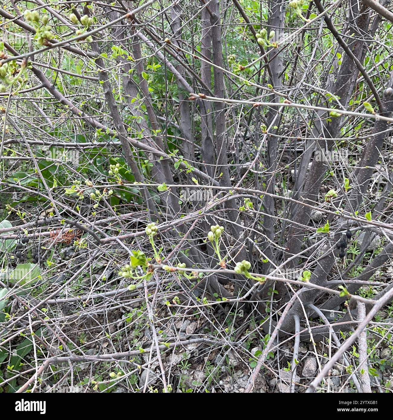 St Lucie Cherry (Prunus mahaleb Stock Photo - Alamy