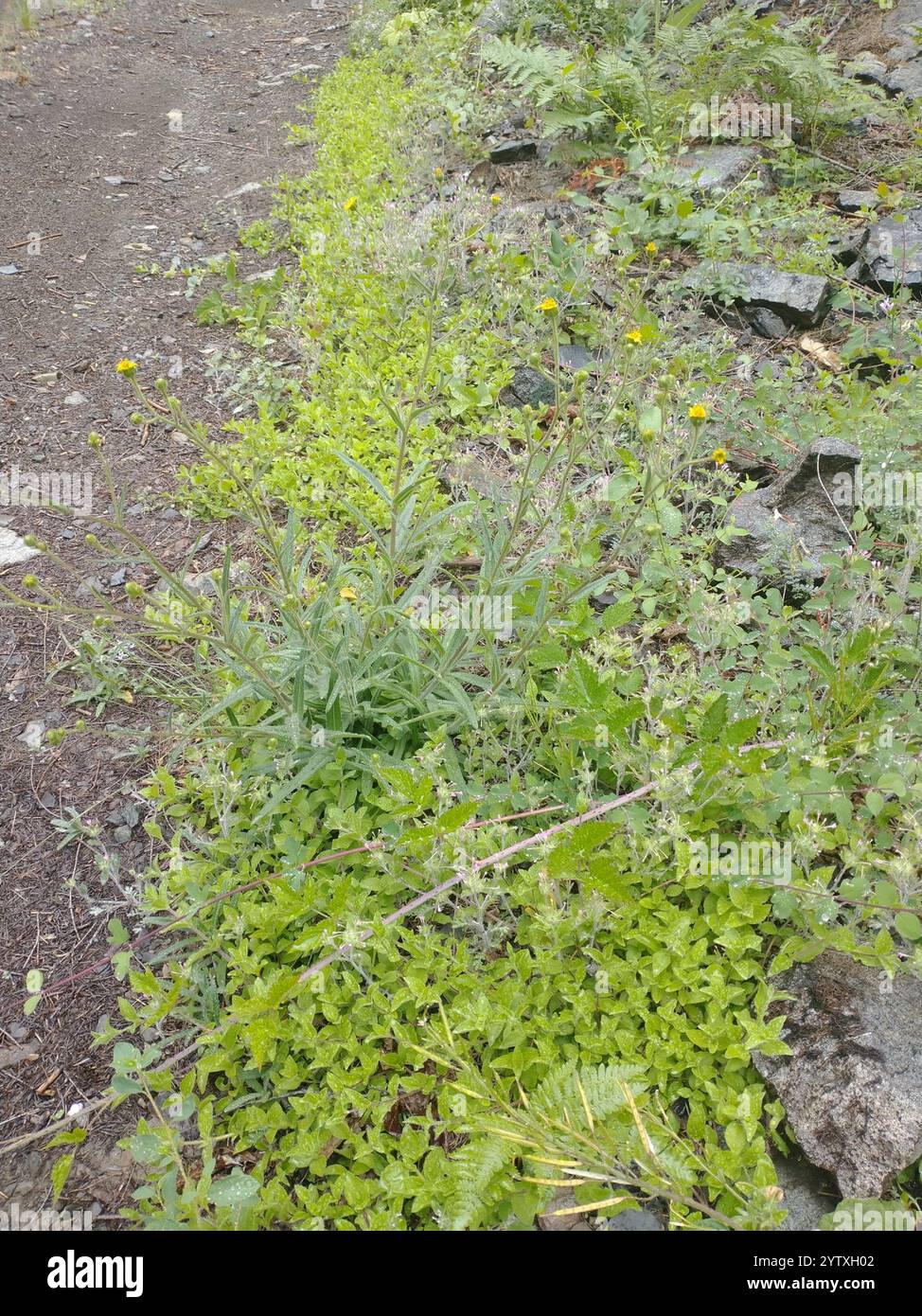 whitebark raspberry (Rubus leucodermis Stock Photo - Alamy