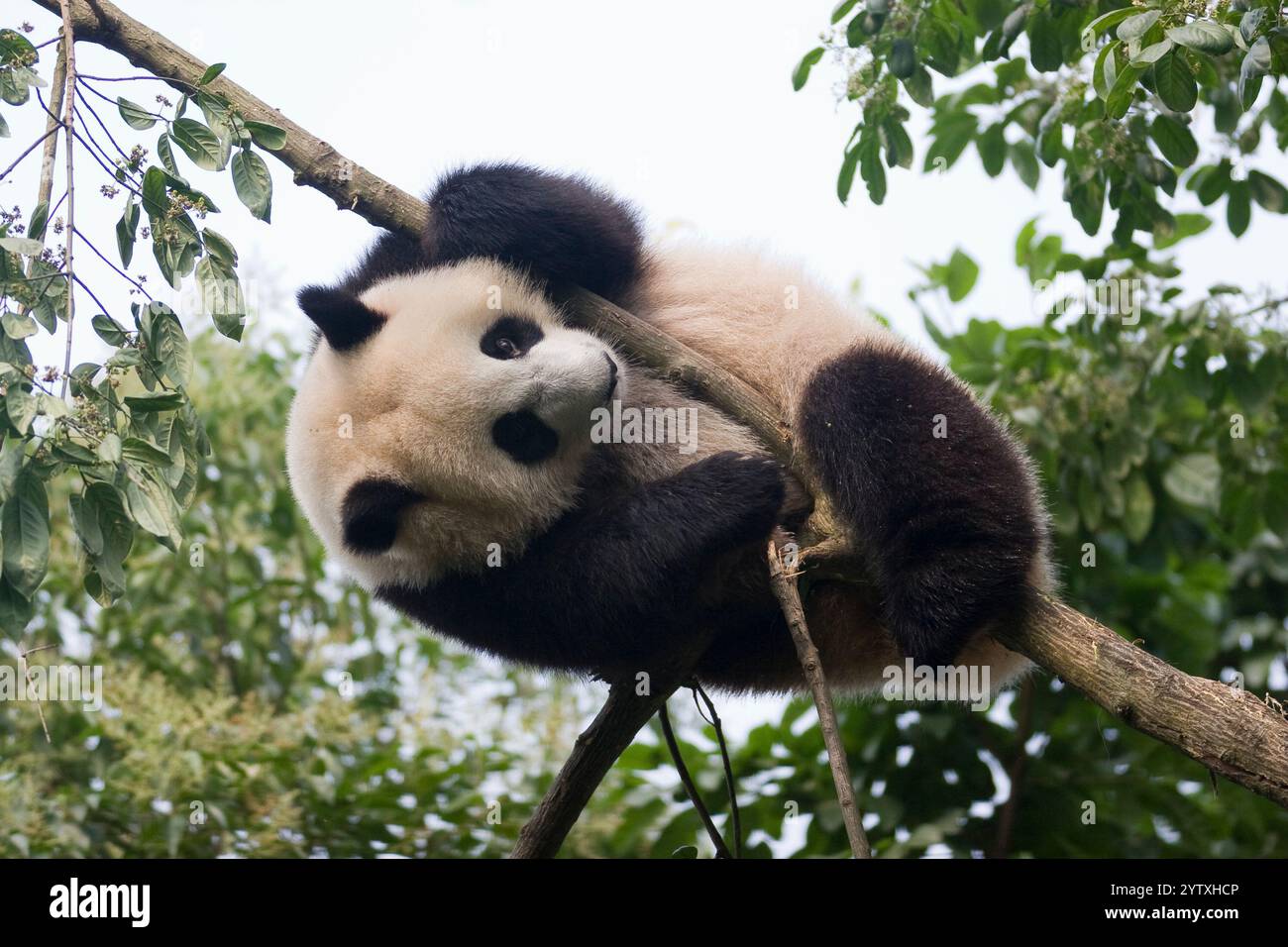 A panda is enjoying climbing a tree Stock Photo - Alamy
