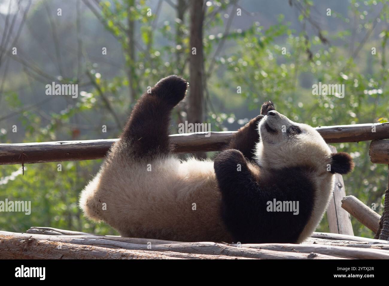 One giant panda is playing around Stock Photo - Alamy
