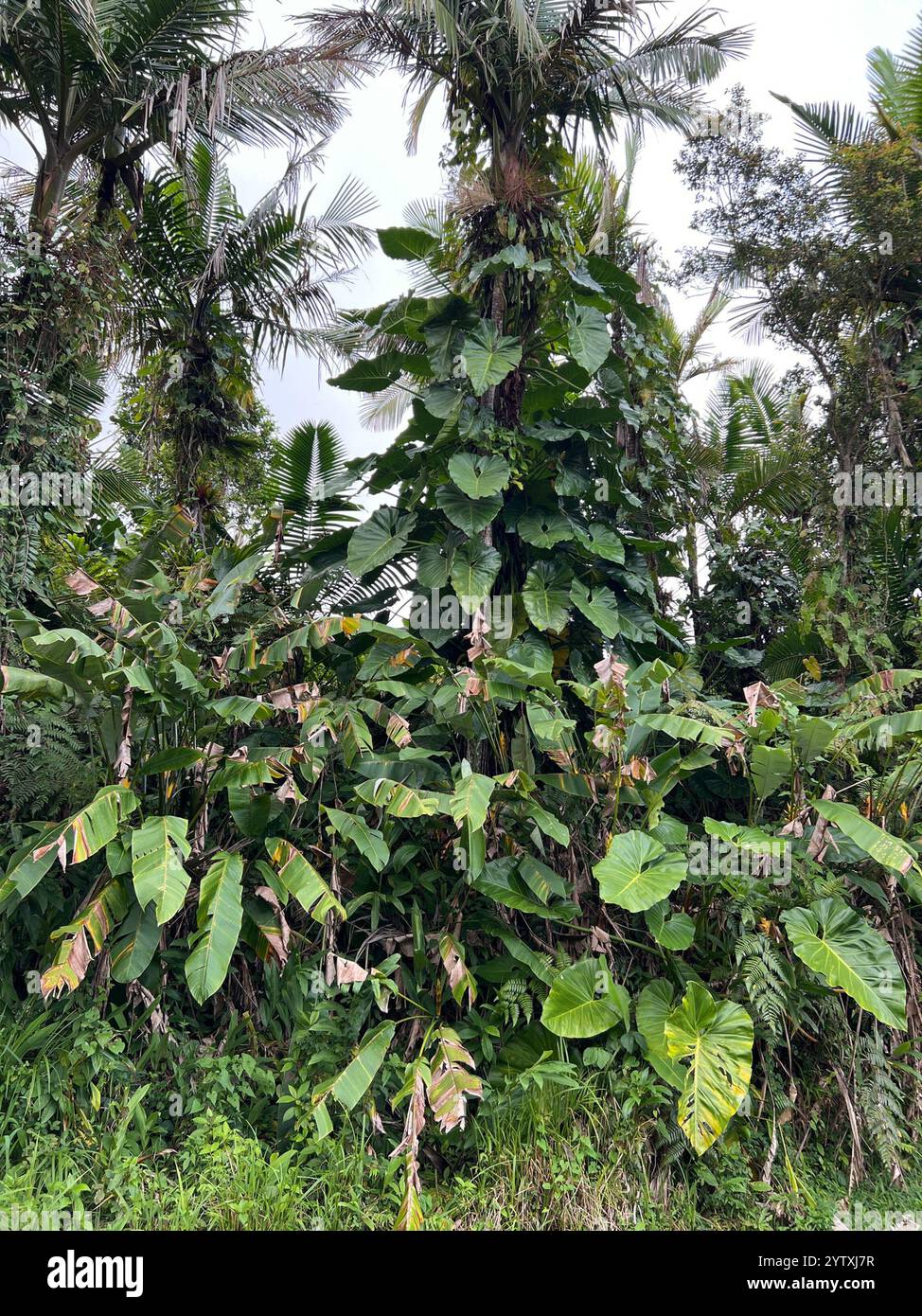 fake outdoor hanging plants 3pcs Artificial Hanging Plants, 3.6ft Fake Hanging Plant, Fake Ivy Vin –  Lasercutwraps Shop main image 1