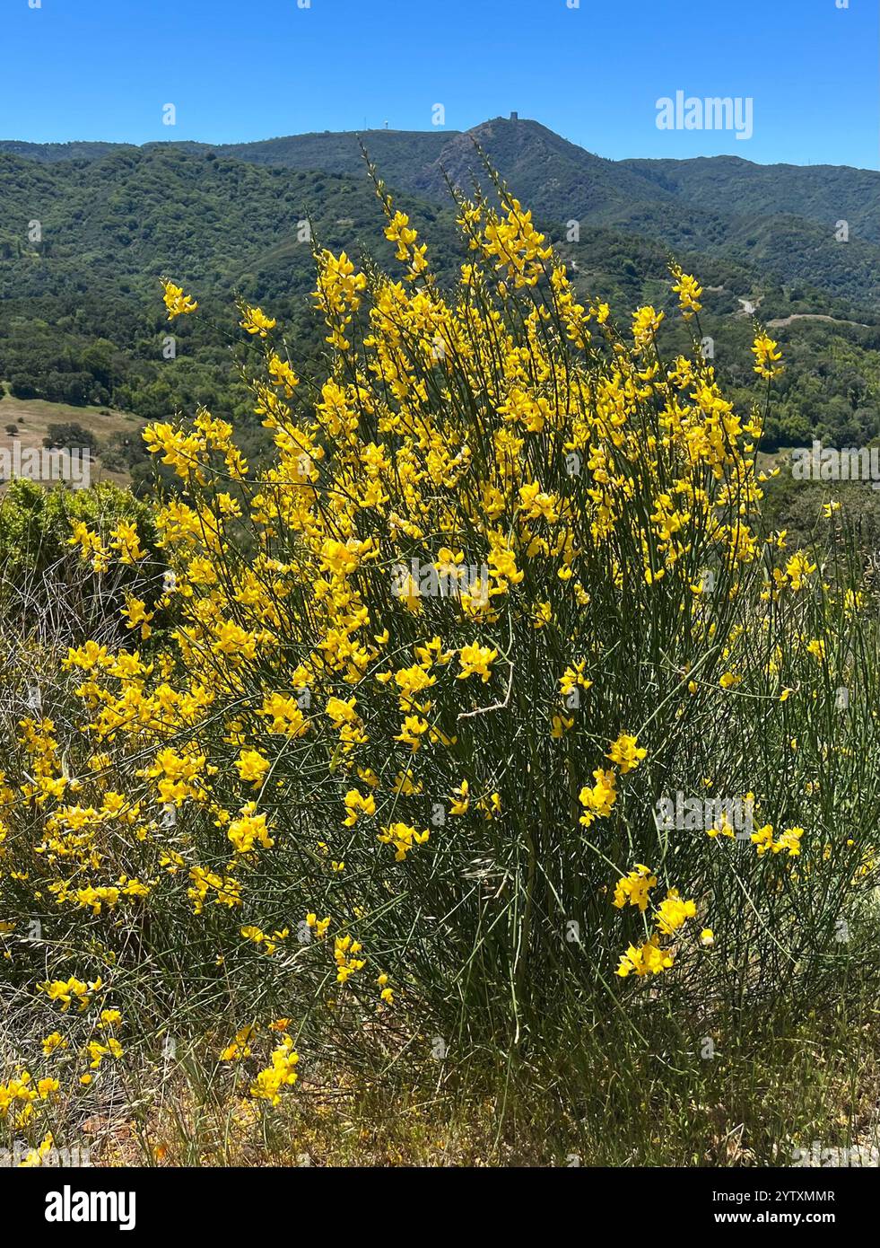Spanish Broom Spartium Junceum Stock Photo Alamy