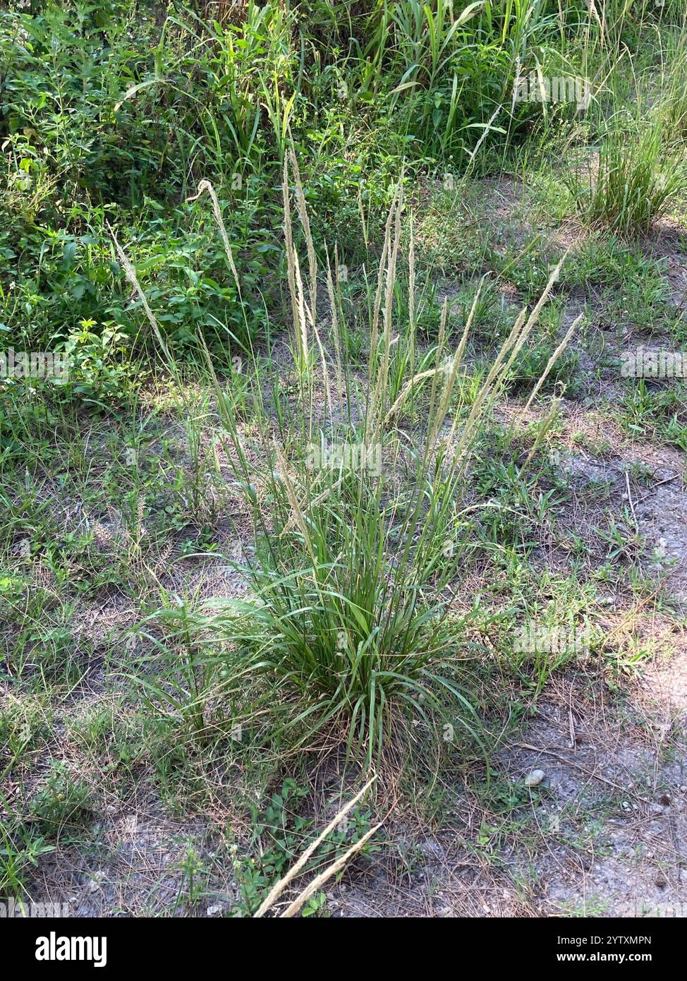 Sand Reed dropseeds, cordgrasses, and sandreeds (Sporobolus Stock Photo - Alamy