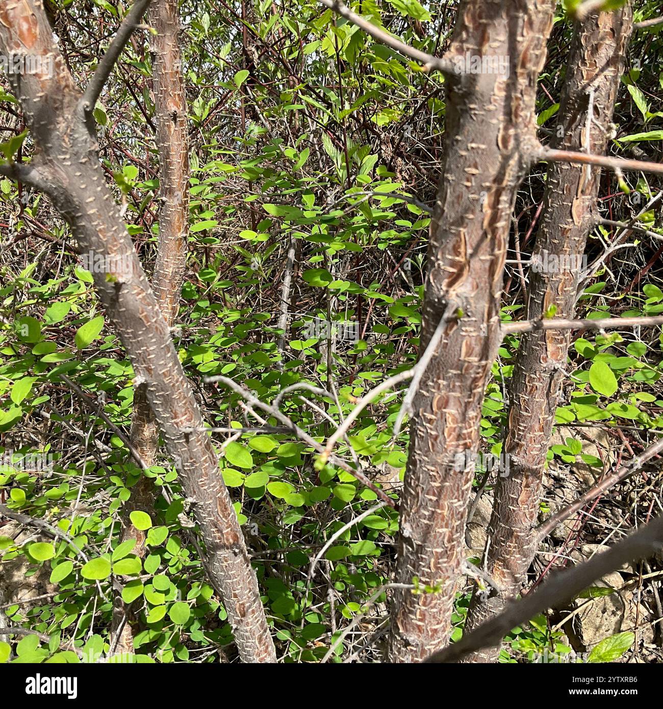 St Lucie Cherry (Prunus mahaleb Stock Photo - Alamy
