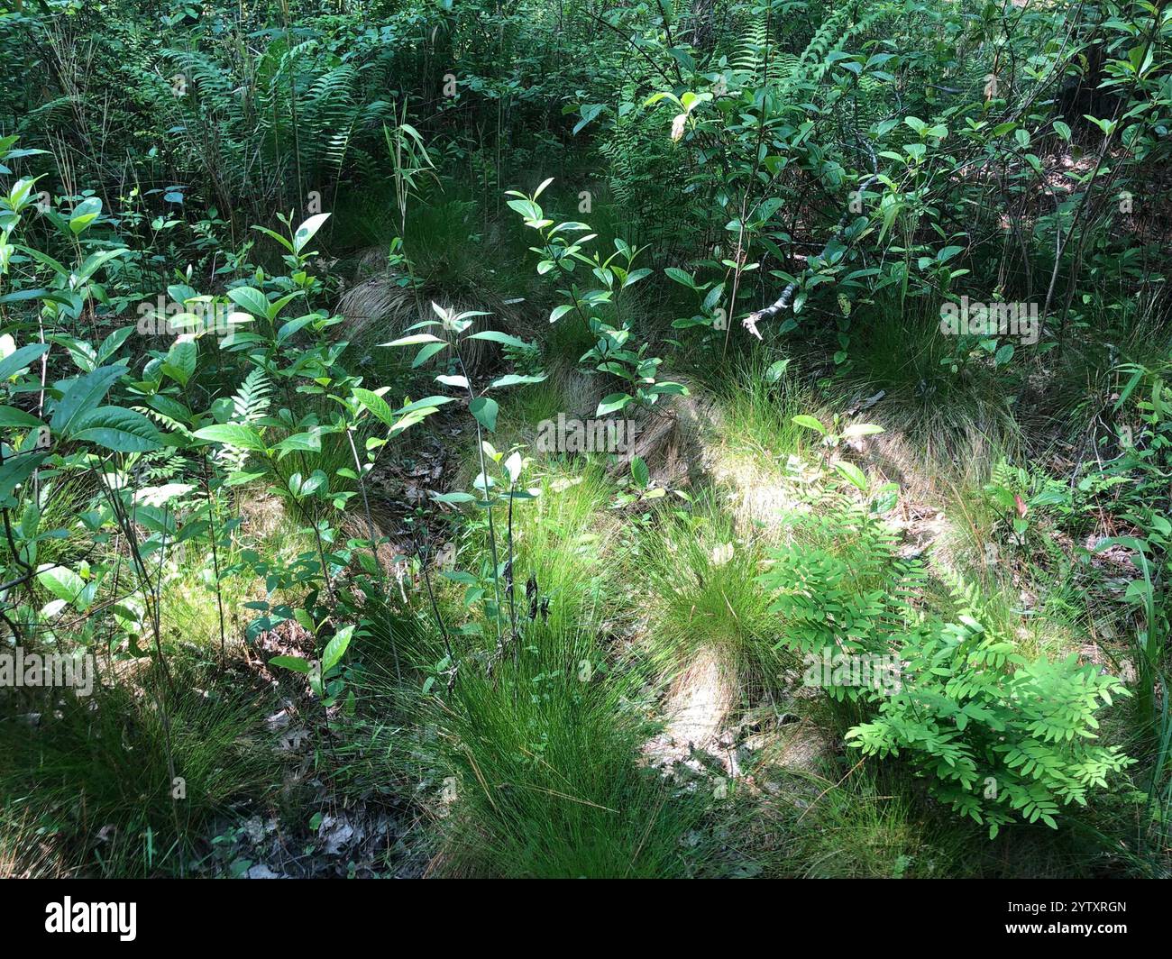 Twisted Spikerush (Eleocharis tortilis Stock Photo - Alamy