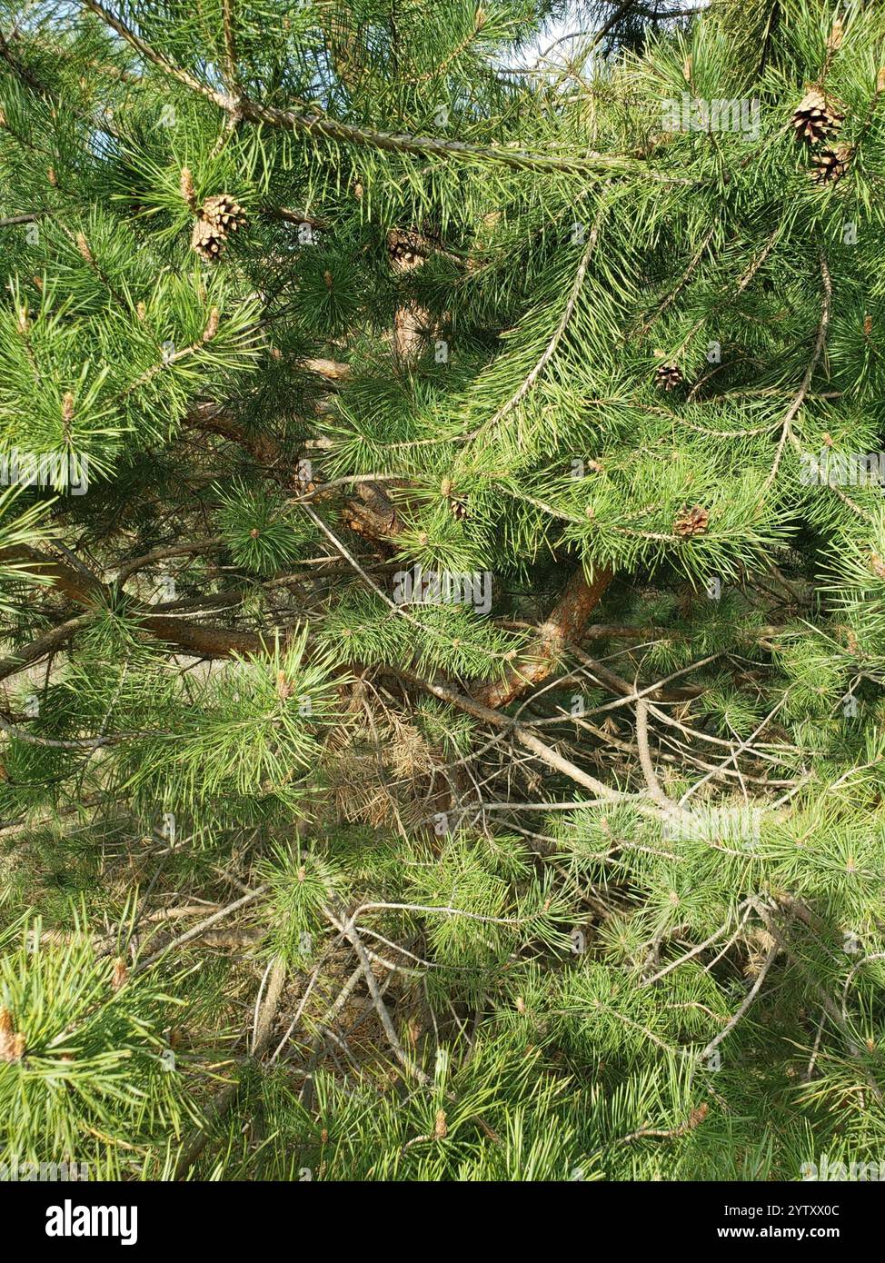 Pinus Sylvestris Rhs Scots pine (Pinus sylvestris Stock Photo - Alamy