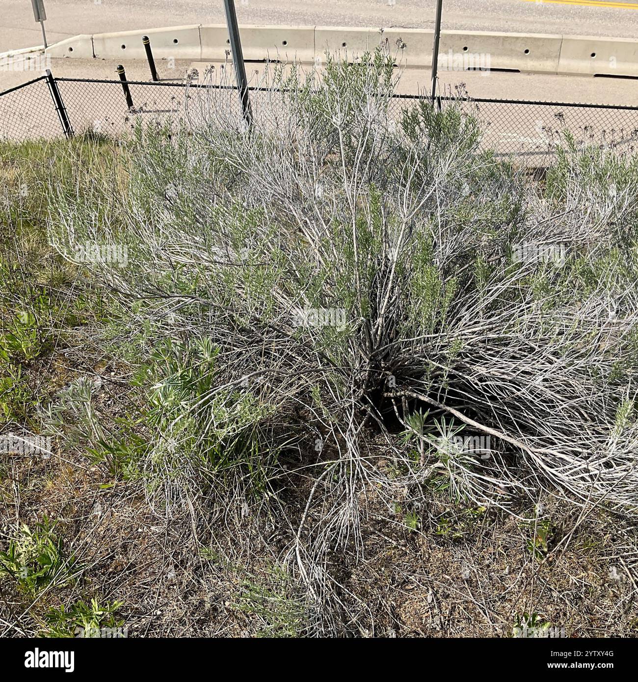 Rubber Rabbitbrush (Ericameria nauseosa Stock Photo - Alamy