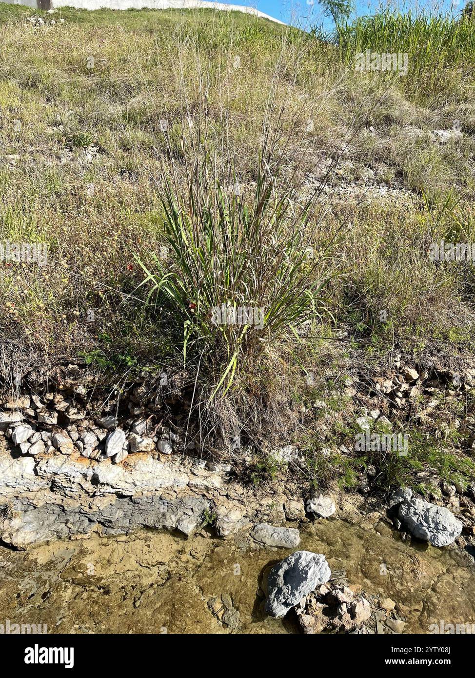 switchgrass (Panicum virgatum Stock Photo - Alamy