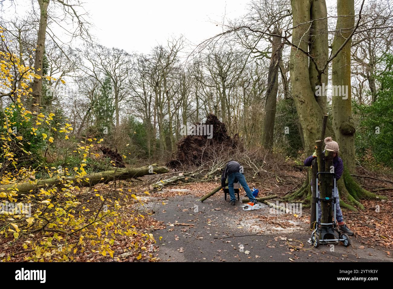 Liverpool, Merseyside, Woolton Woods, 8th December 2024. The aftermath of Storm Darragh to trees nearly two hundred years old in Woolton Woods, an affluent area of South Liverpool, and a favourite place for dog walkers. The city had a yellow storm warning. Credit: Rena Pearl/Alamy Live News Stock Photo