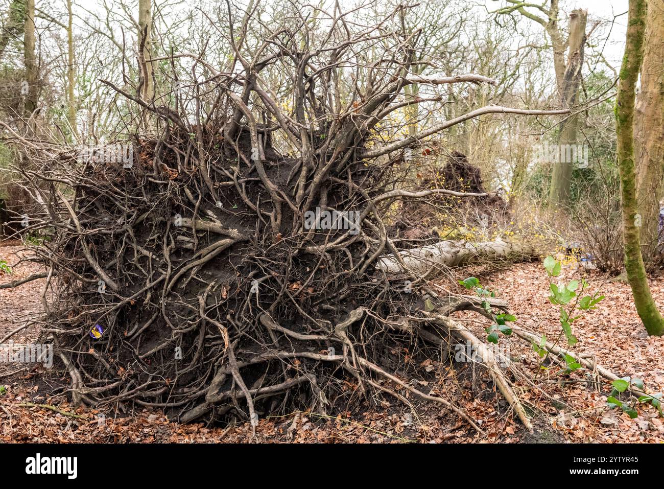 Liverpool, Merseyside, Woolton Woods, 8th December 2024. The aftermath of Storm Darragh to trees nearly two hundred years old in Woolton Woods, an affluent area of South Liverpool, and a favourite place for dog walkers. The city had a yellow storm warning. Credit: Rena Pearl/Alamy Live News Stock Photo