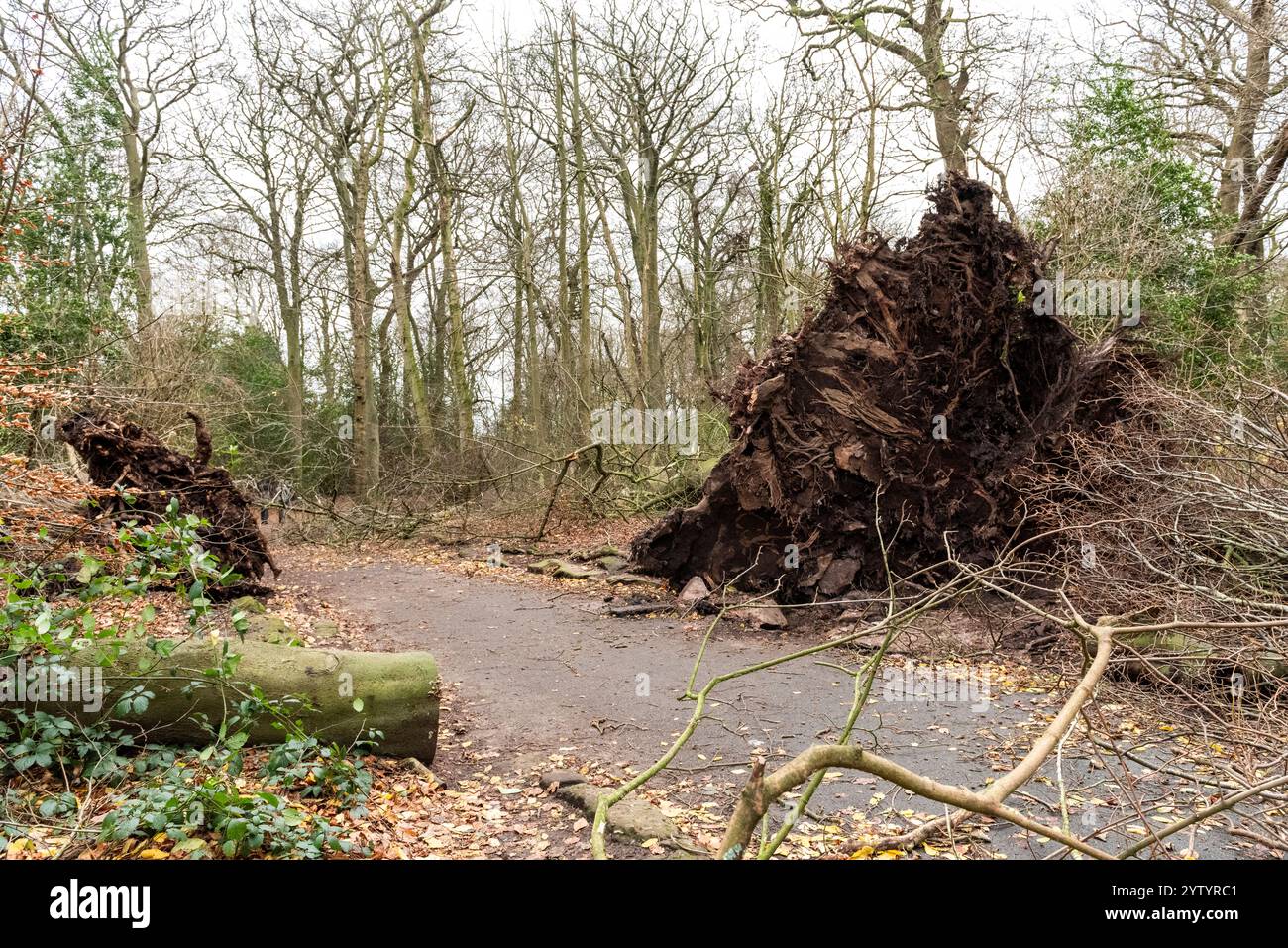 Liverpool, Merseyside, Woolton Woods, 8th December 2024. The aftermath of Storm Darragh to trees nearly two hundred years old in Woolton Woods, an affluent area of South Liverpool, and a favourite place for dog walkers. The city had a yellow storm warning. Credit: Rena Pearl/Alamy Live News Stock Photo