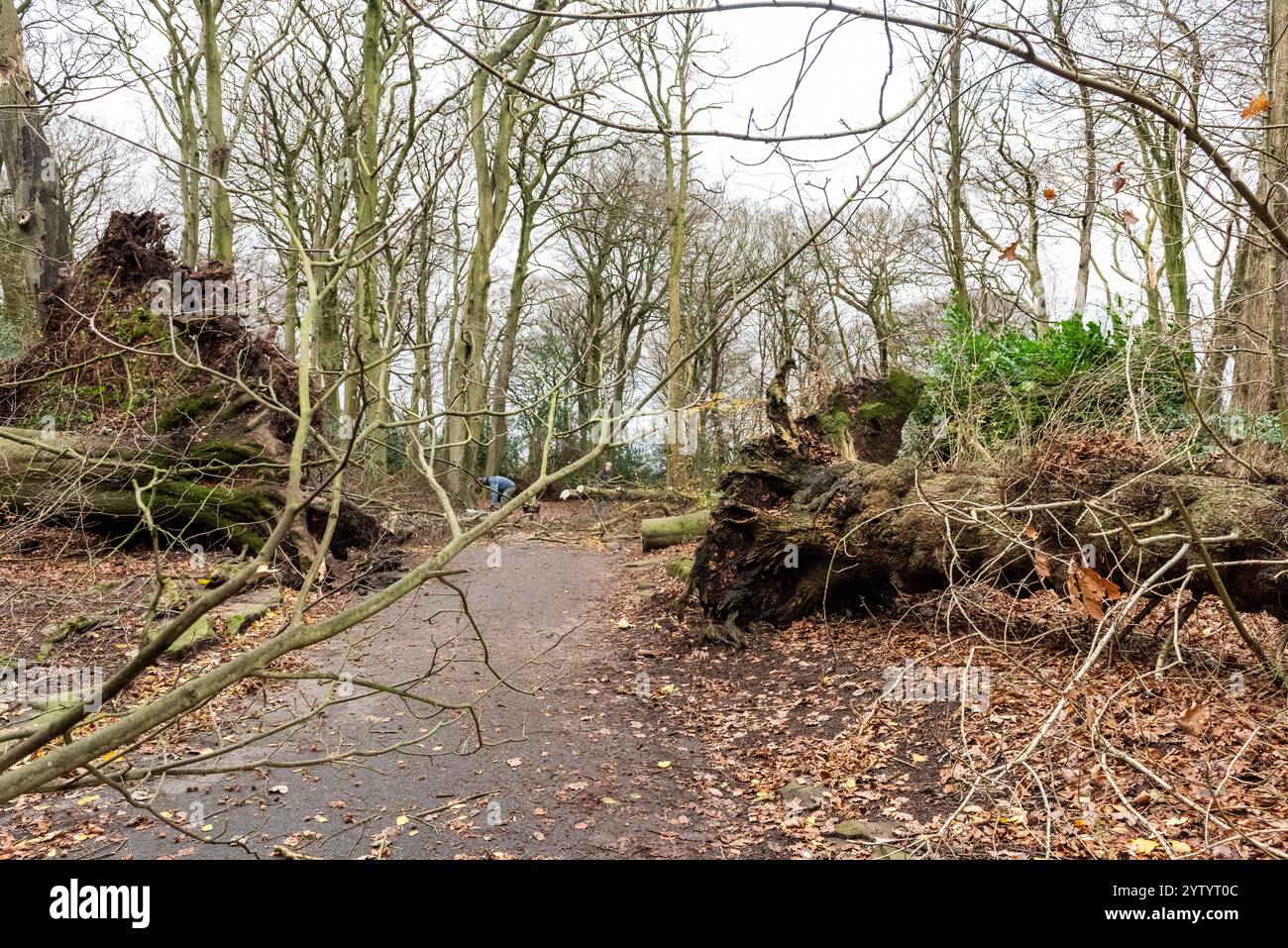 Liverpool, Merseyside, Woolton Woods, 8th December 2024. The aftermath of Storm Darragh to trees nearly two hundred years old in Woolton Woods, an affluent area of South Liverpool, and a favourite place for dog walkers. The city had a yellow storm warning. Credit: Rena Pearl/Alamy Live News Stock Photo