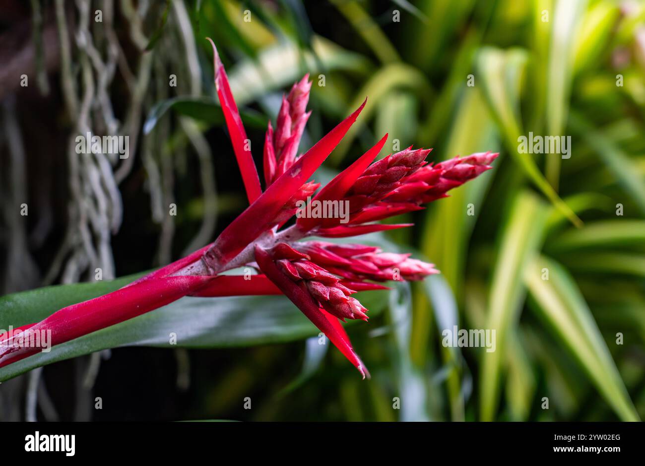 Miami Beach Botanical Garden in Miami, Florida: Gorgeous Tropical ...