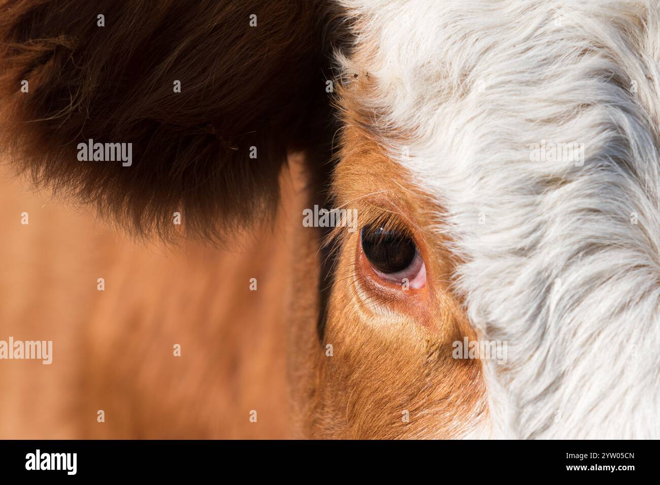 Part of cows head with big eye and long eyelash closeup, long hair in orange and white color Stock Photo