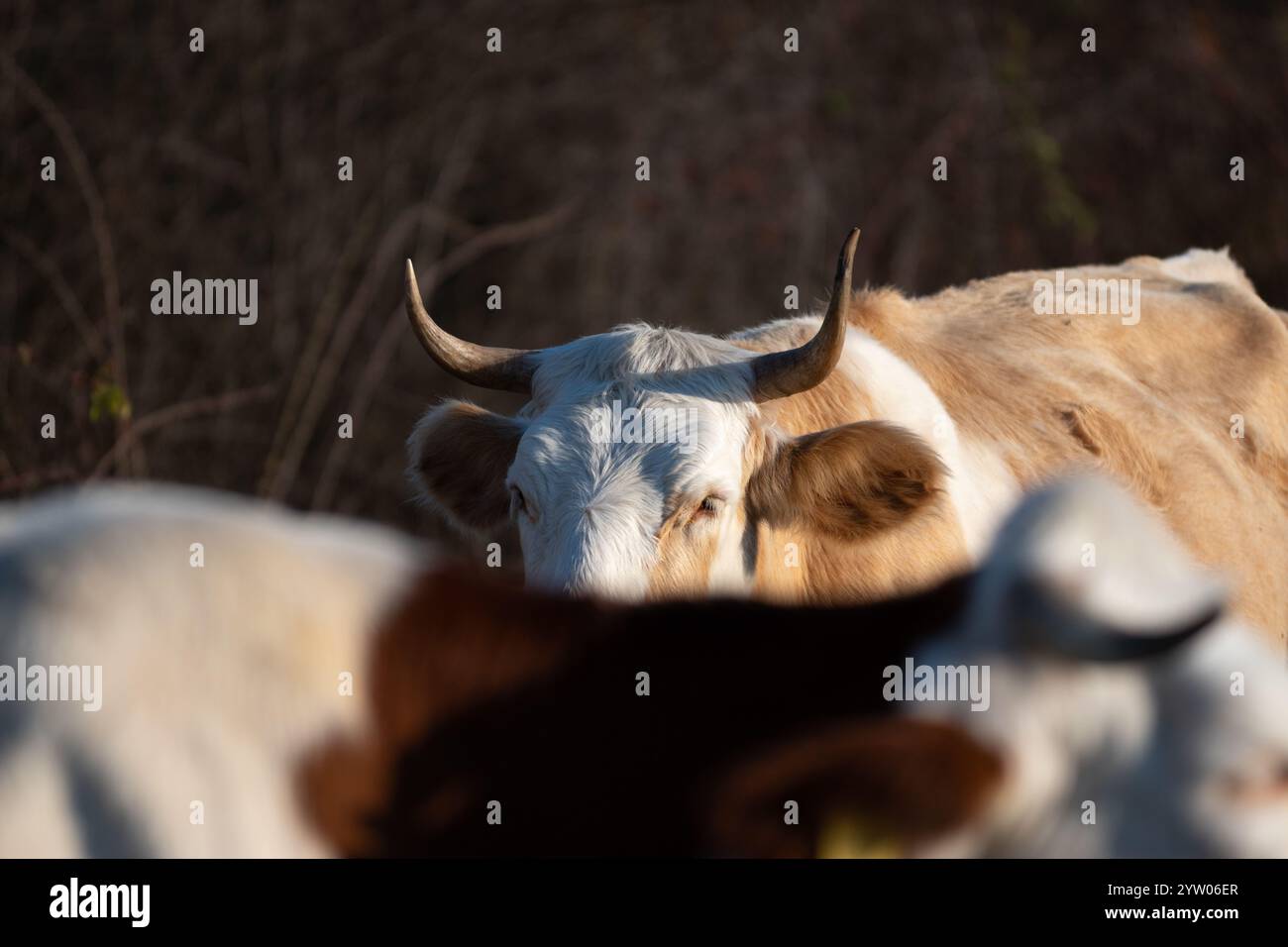 Another cow hi-res stock photography and images - Alamy