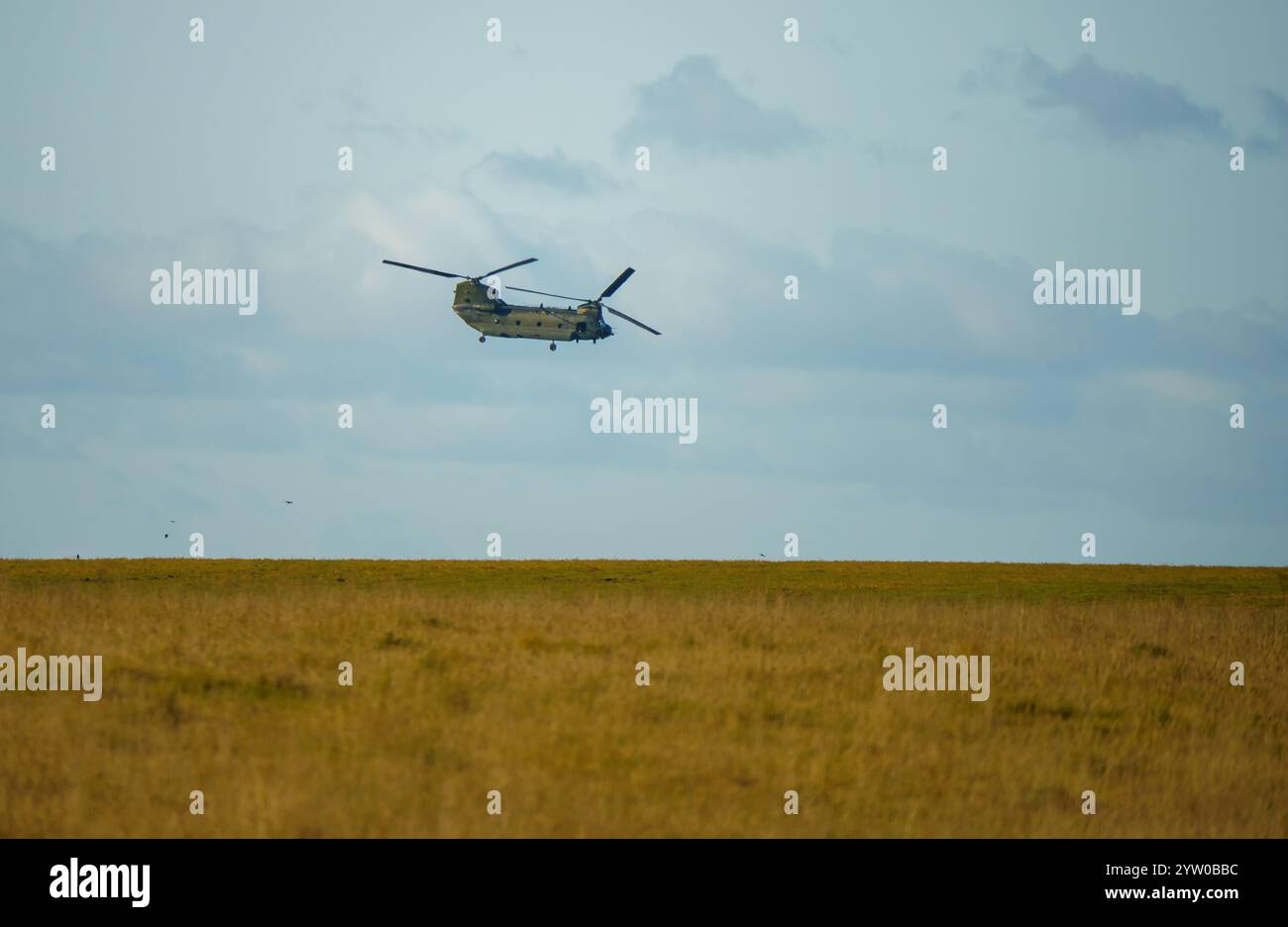 RAF Chinook tandem-rotor helicopter flying fast and low on a military ...