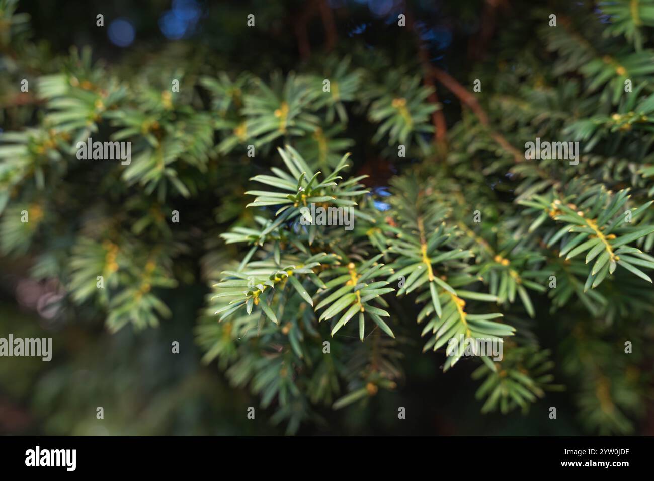 Close up young fir hi-res stock photography and images - Alamy