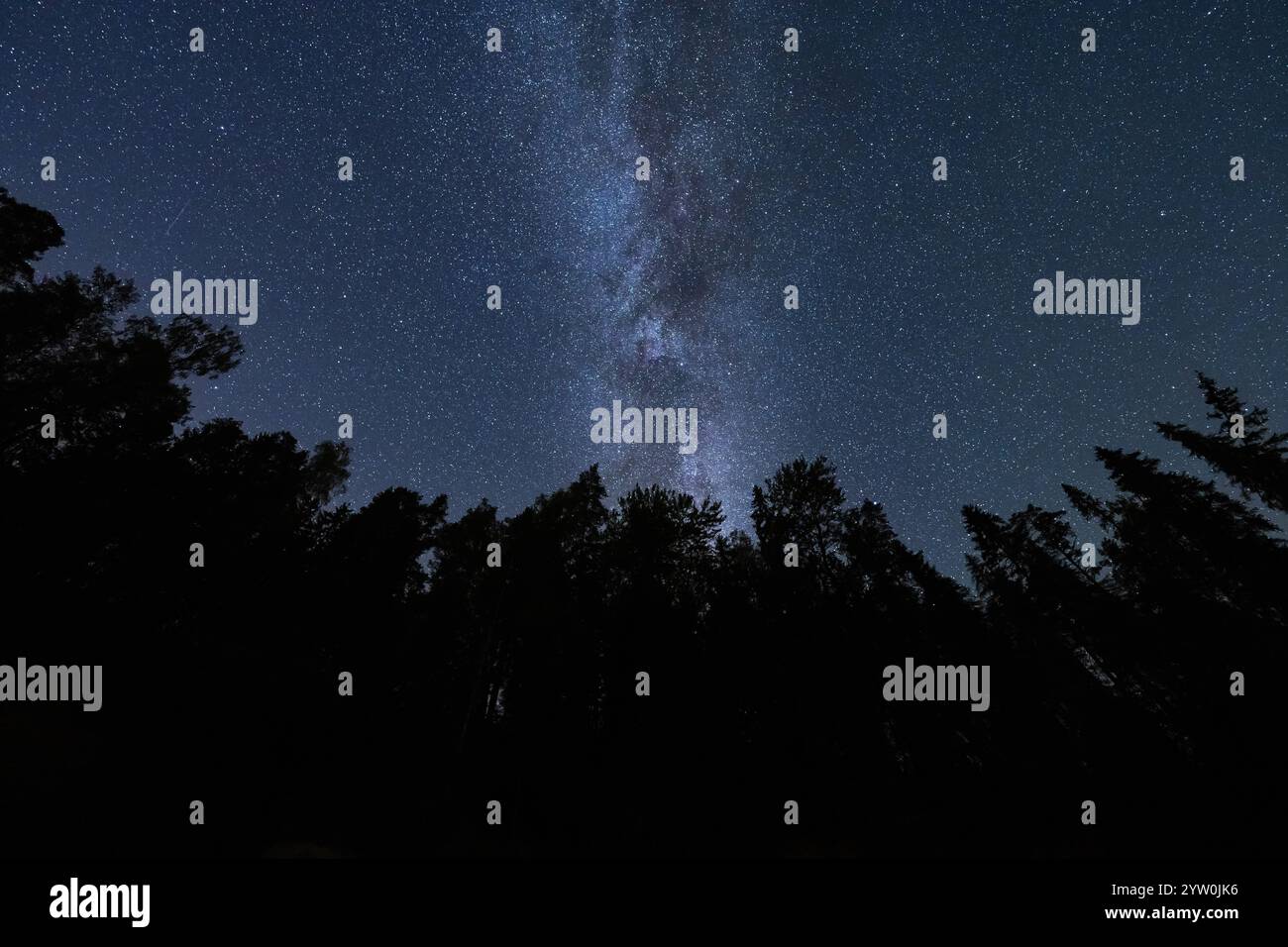 Taevaskoja, night forest and starry sky with the Milky Way. Galaxy's ...