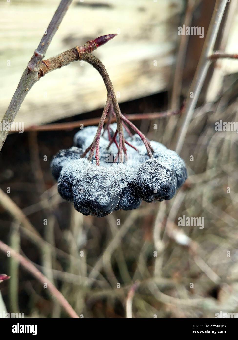 Frost Covered Berries On A Branch During Winter Morning Outdoors - Smartphone Captured Stock Image