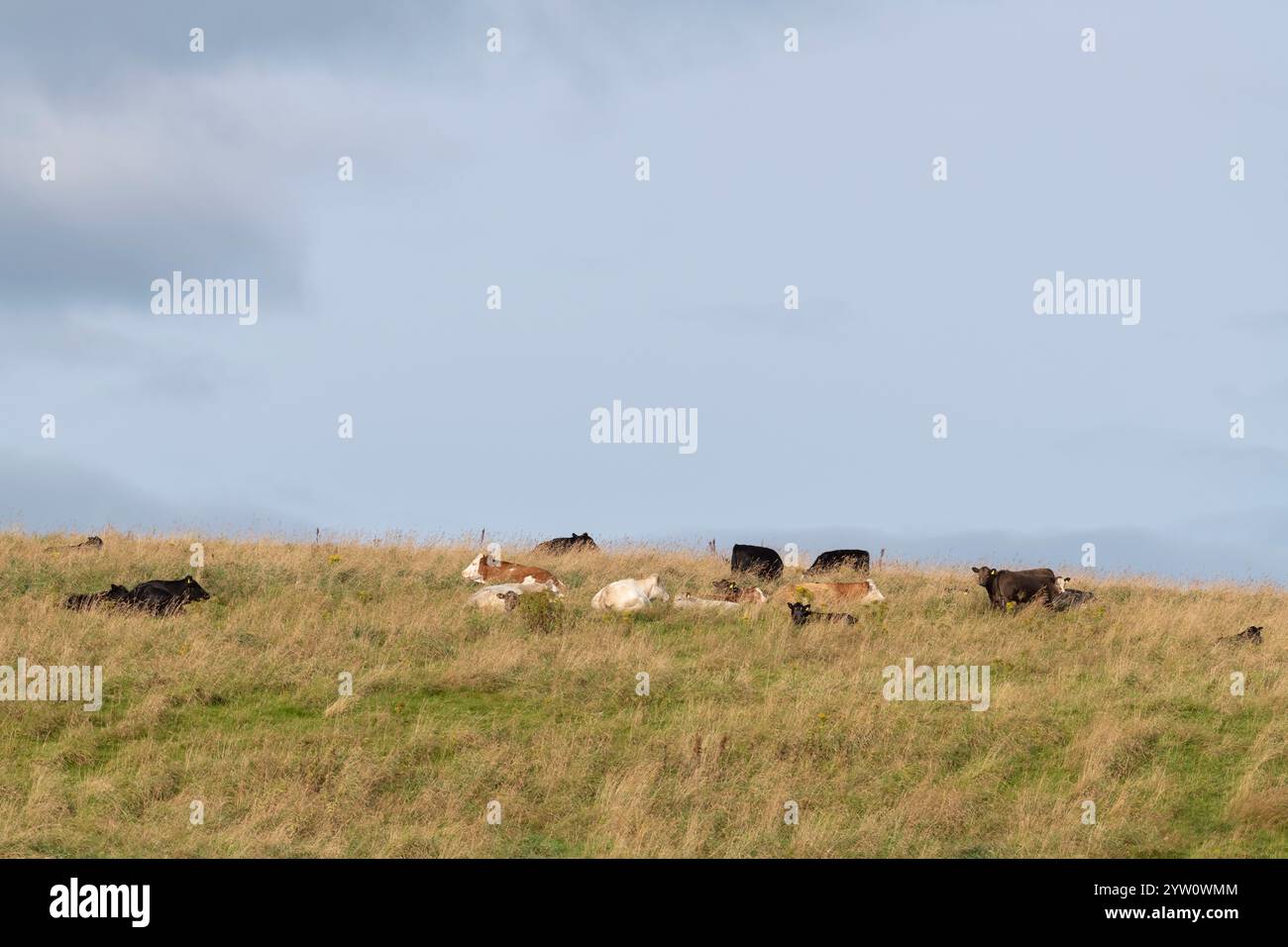 Lying and standing cattle hi-res stock photography and images - Alamy